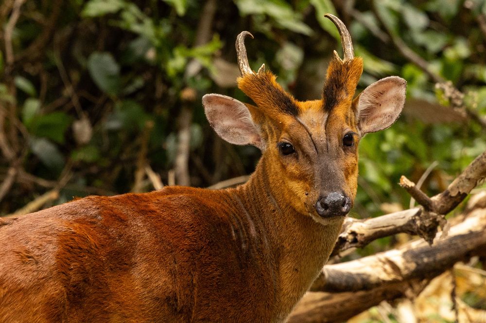 A small brown muntjac deer with short antlers stands alert near fallen branches in forest undergrowth.