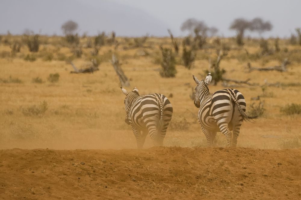 Two zebras walk away into the dusty African savanna, their striped patterns visible from behind.