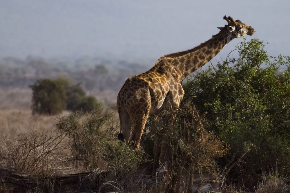 A tall giraffe reaches down to feed on green shrubs in a dry African landscape.