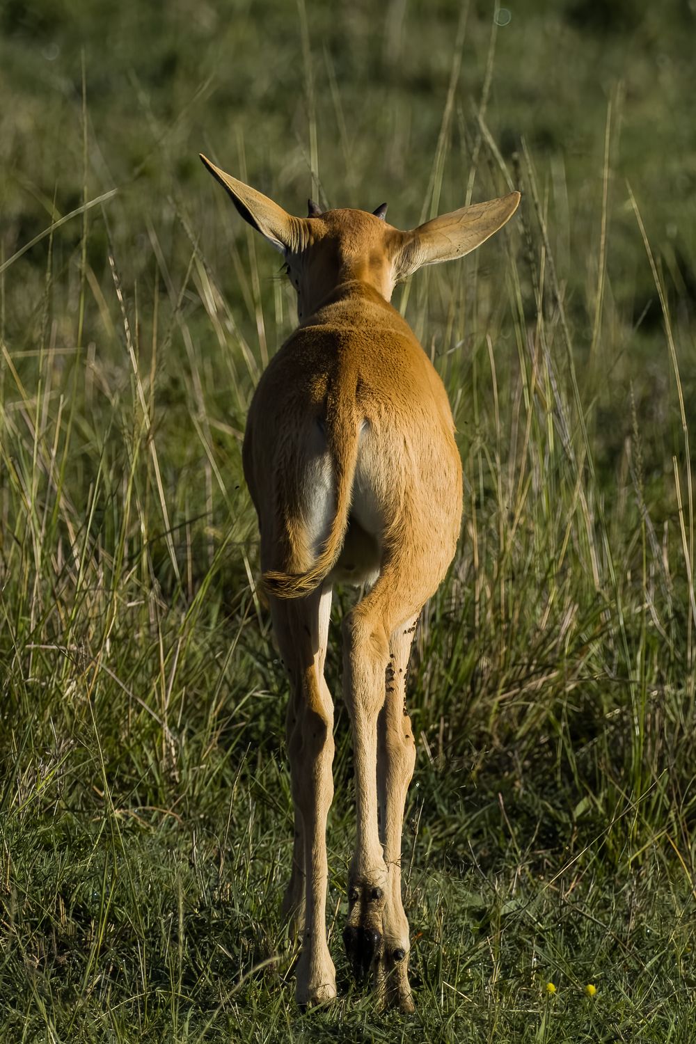 Rear view of a young impala walking away through tall green savanna grass.