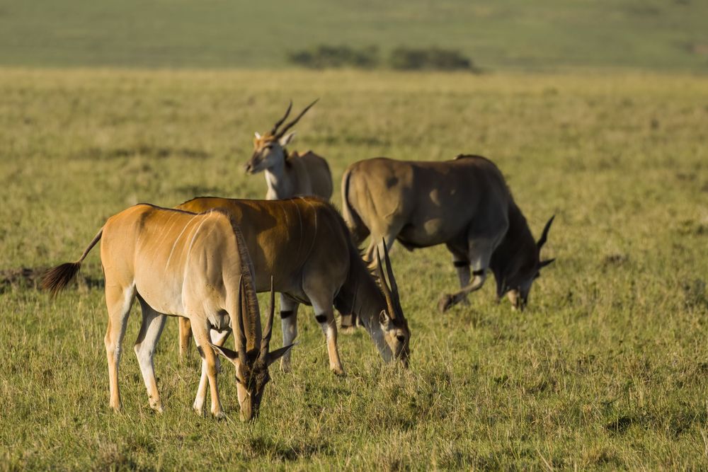 A herd of eland antelopes grazing peacefully on a lush green African savanna grassland.