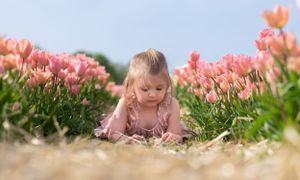 A small child lies in a field of pink tulips on a sunny spring day.