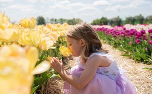 A child in purple dress bends to smell yellow tulips in a garden.