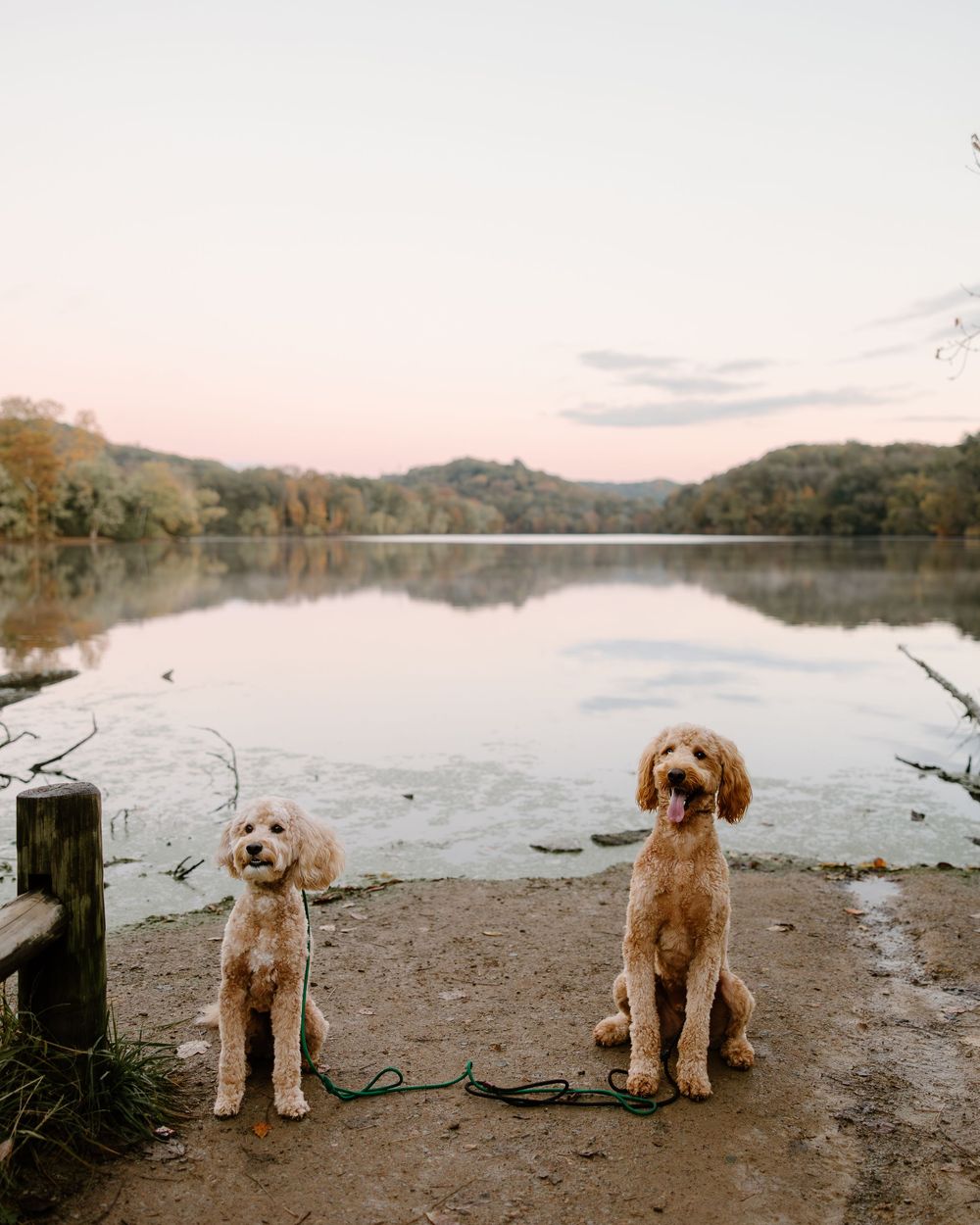 A goldendoodle puppy sits on a beach shoreline at sunset with calm lake waters and wooded hills in the background.