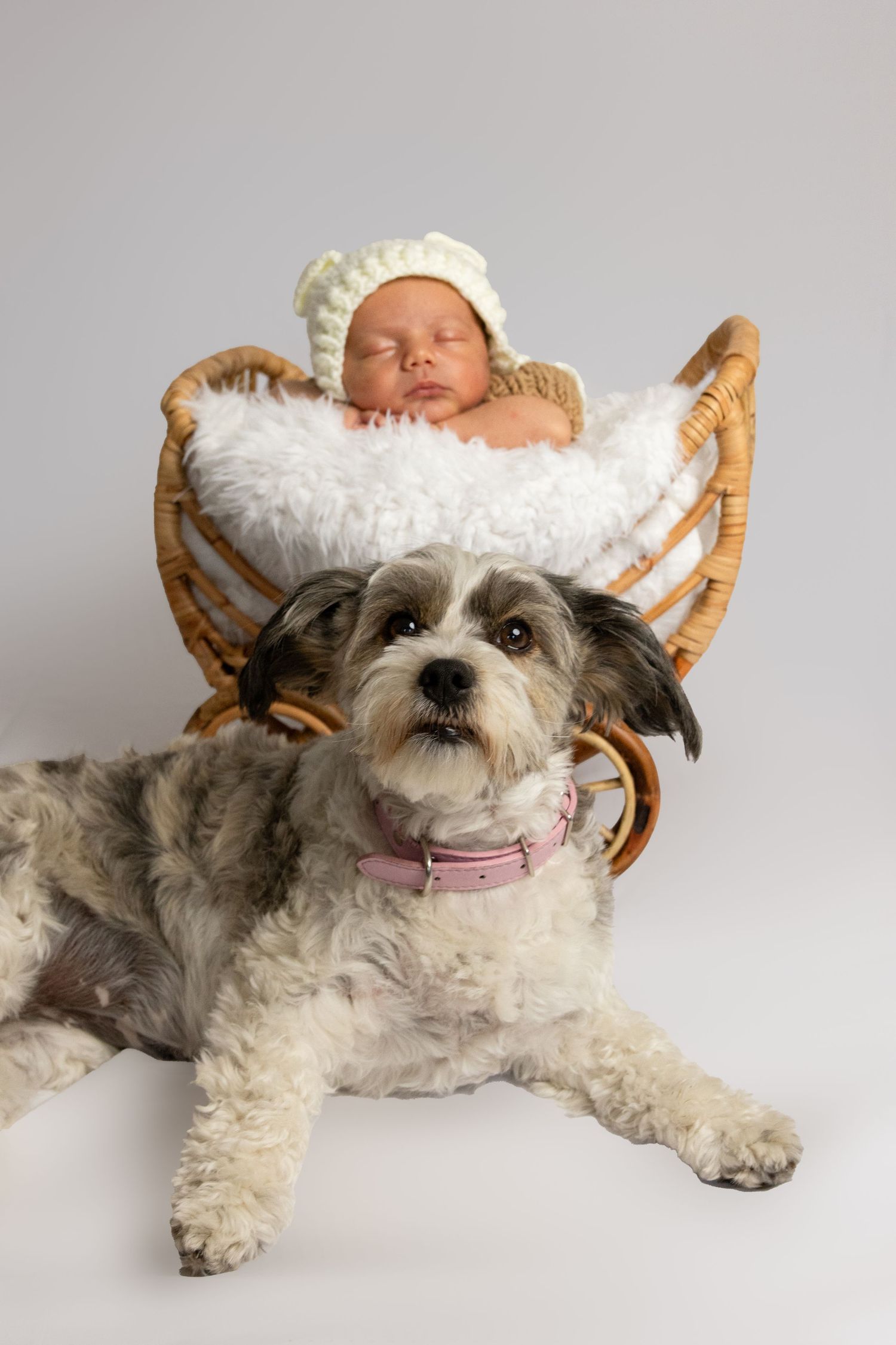 Newborn in wicker carriage with furry white dog posing below in studio setting.