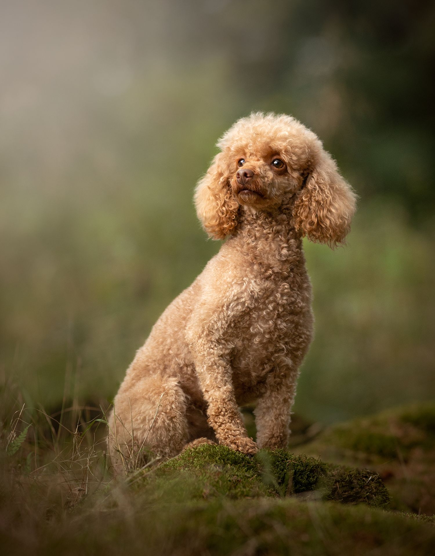 manchester pet photographer, cheshire, wythenshaw park