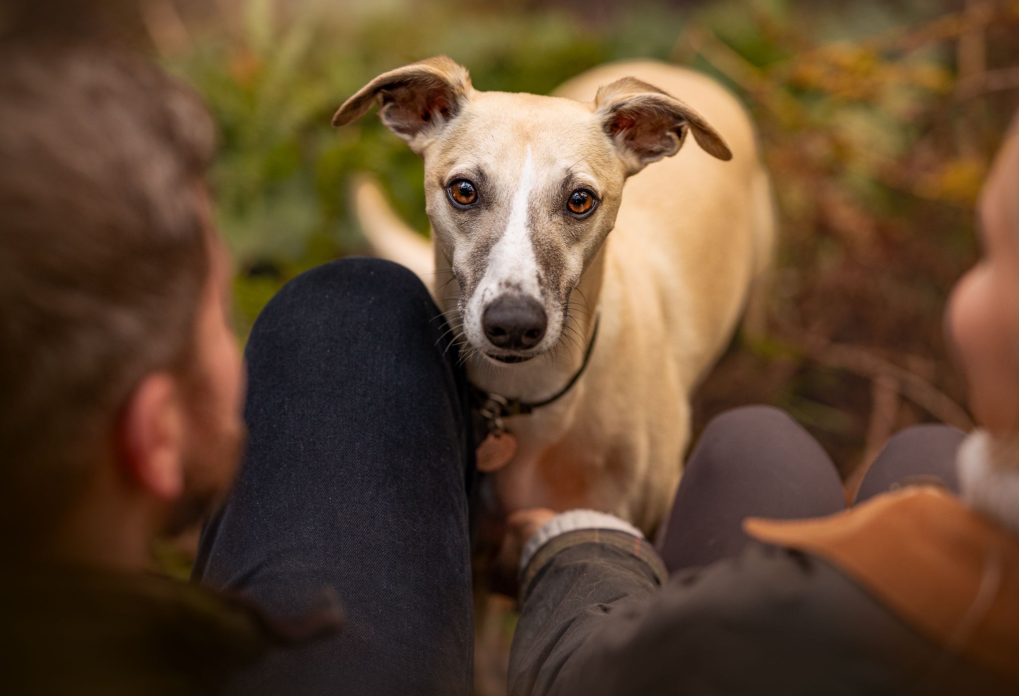 whippet looking up from owners lap, lyme park