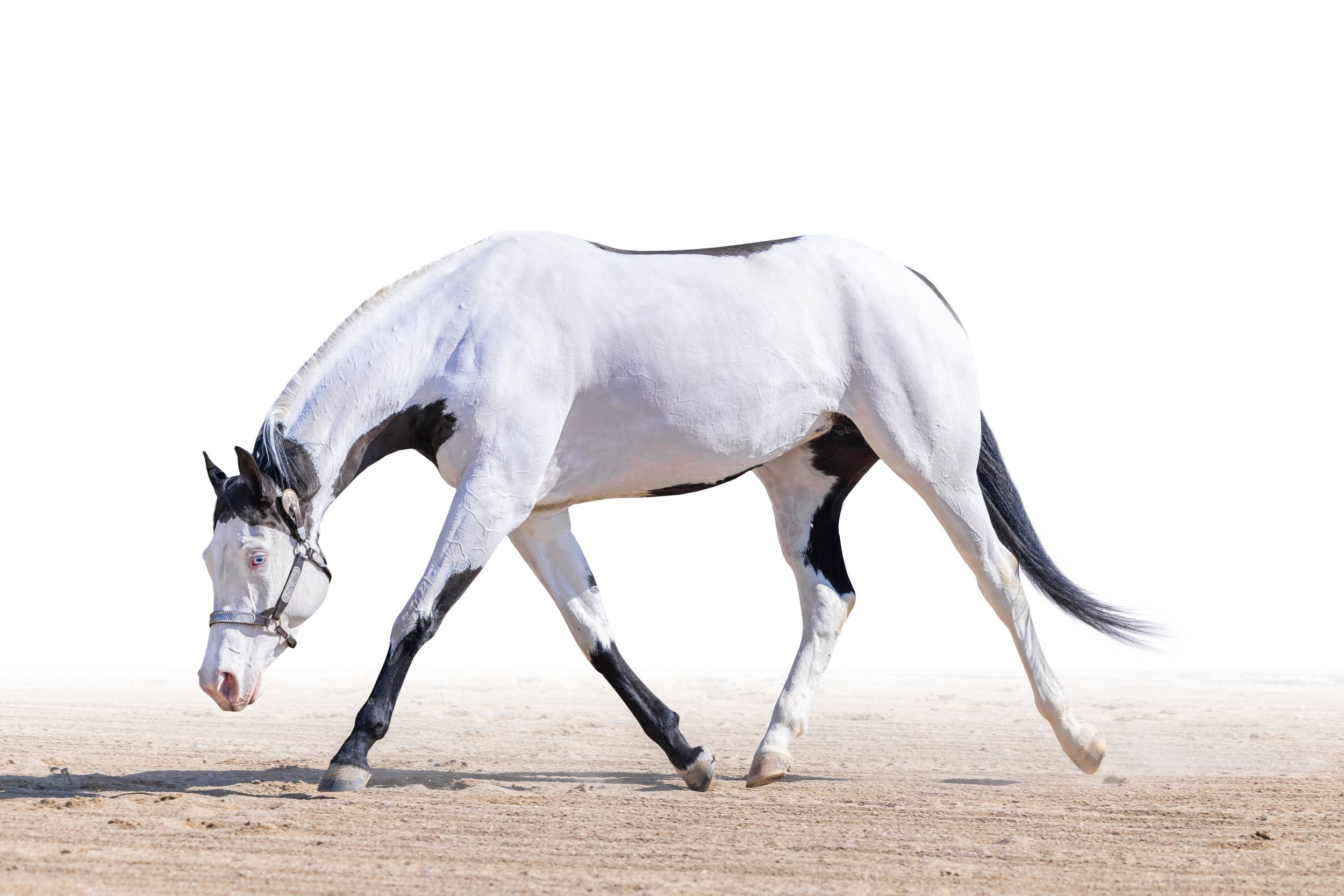 Black and white paint horse trotting