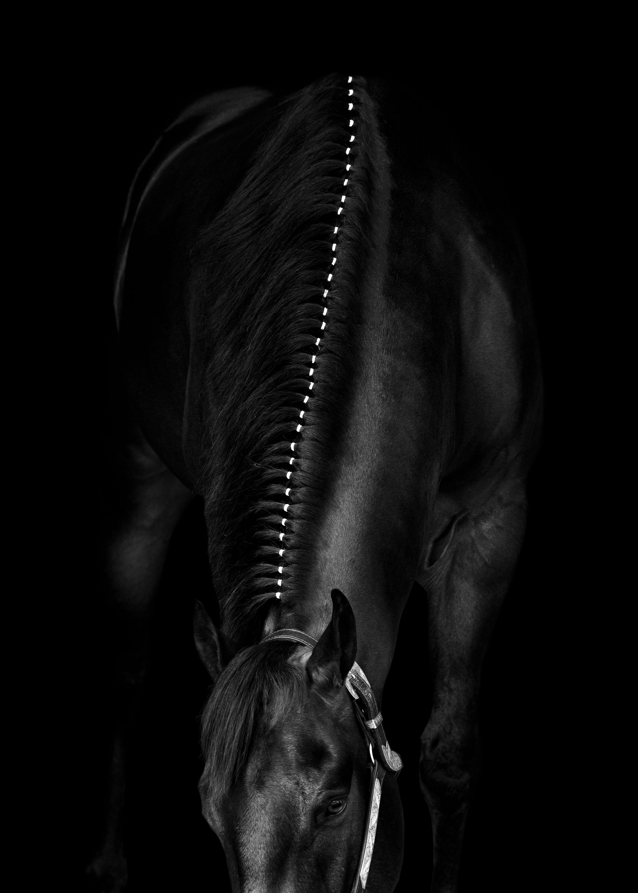 Black and white photo of a banded mane of a horse
