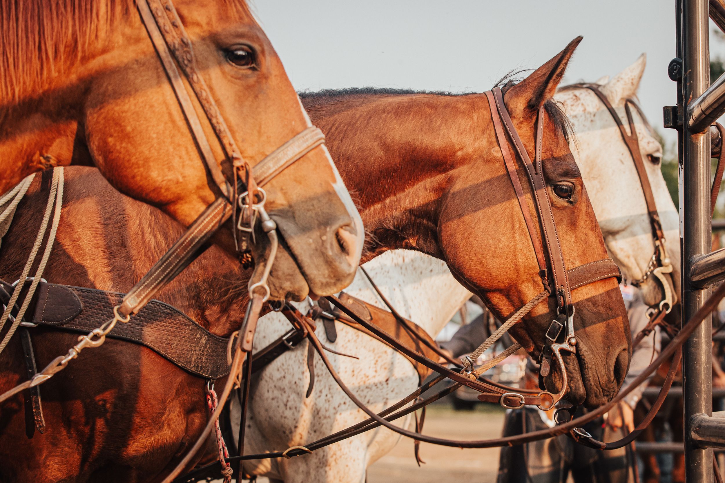 Ranch rodeo horses tied to a panel