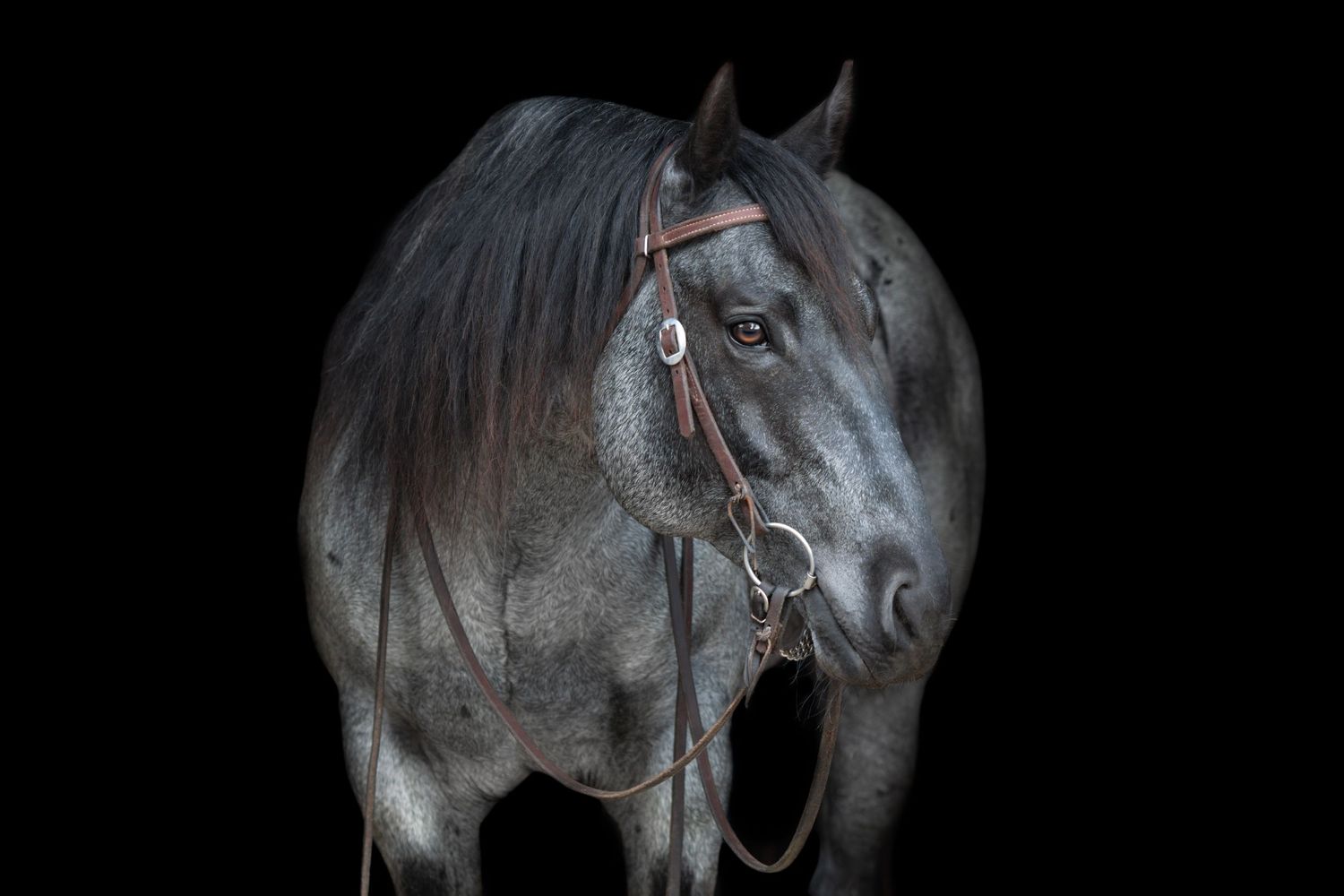 A black background image of a blue roan Quarter Horse stallion, taken outside of Effingham, Illinois