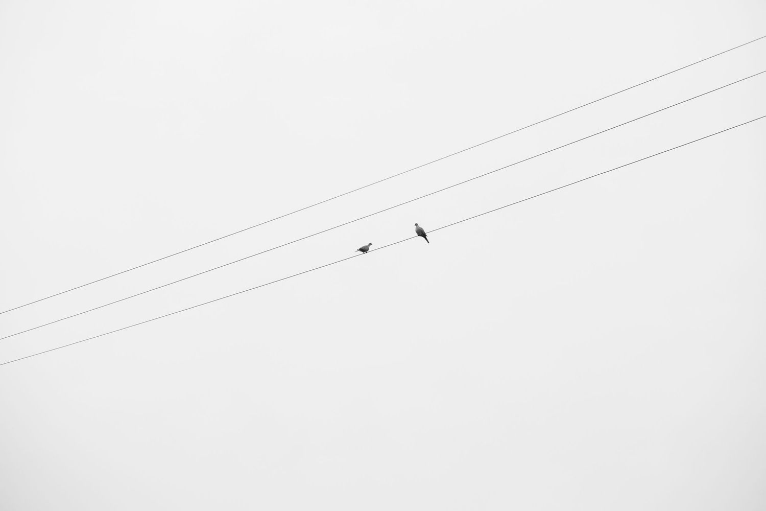Minimalist black and white photograph of birds perched on power lines against a white sky.