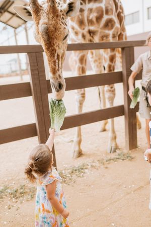 A giraffe bends its long neck down to take lettuce from a small visitor at a zoo enclosure.
