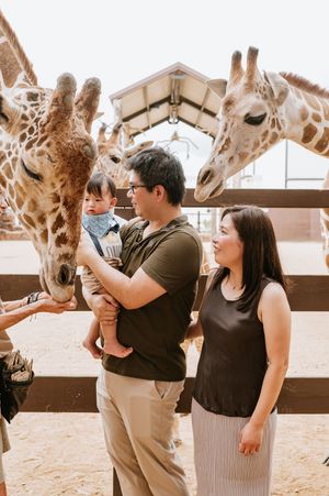 A group of visitors feed tall giraffes at a zoo enclosure through a wooden fence.