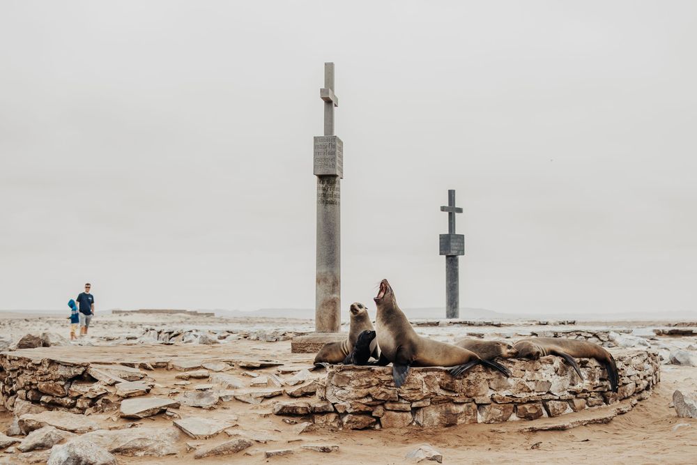 Cape Cross Seals