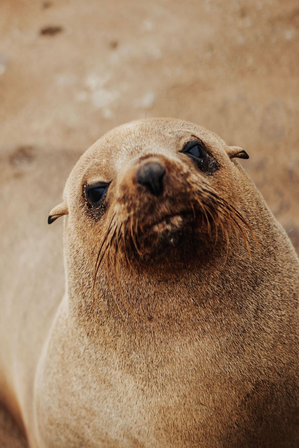 Cape Cross Seals