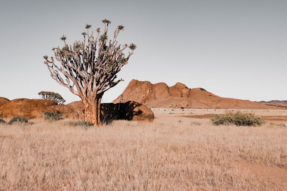 Namibia, Bloedkoppie