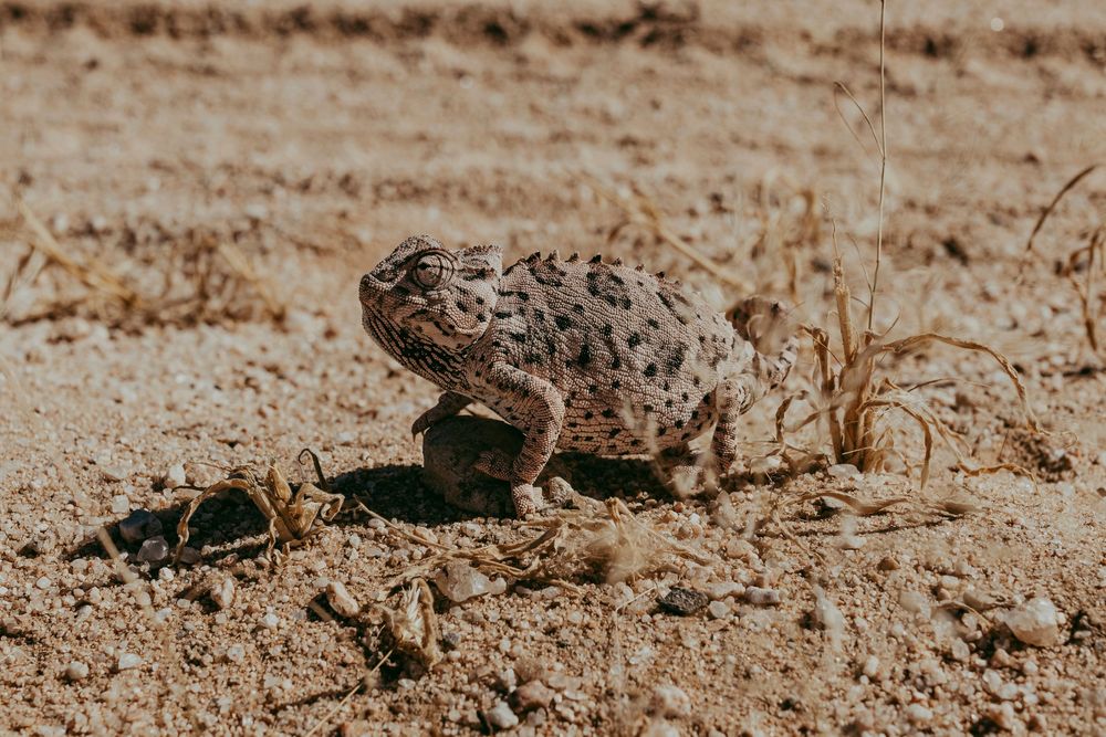 Namibia, Bloedkoppie