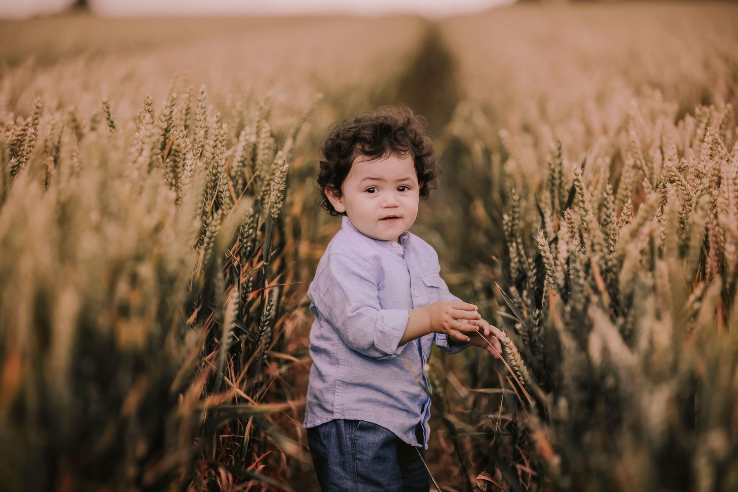 Small child exploring tall wheat field in soft afternoon light.