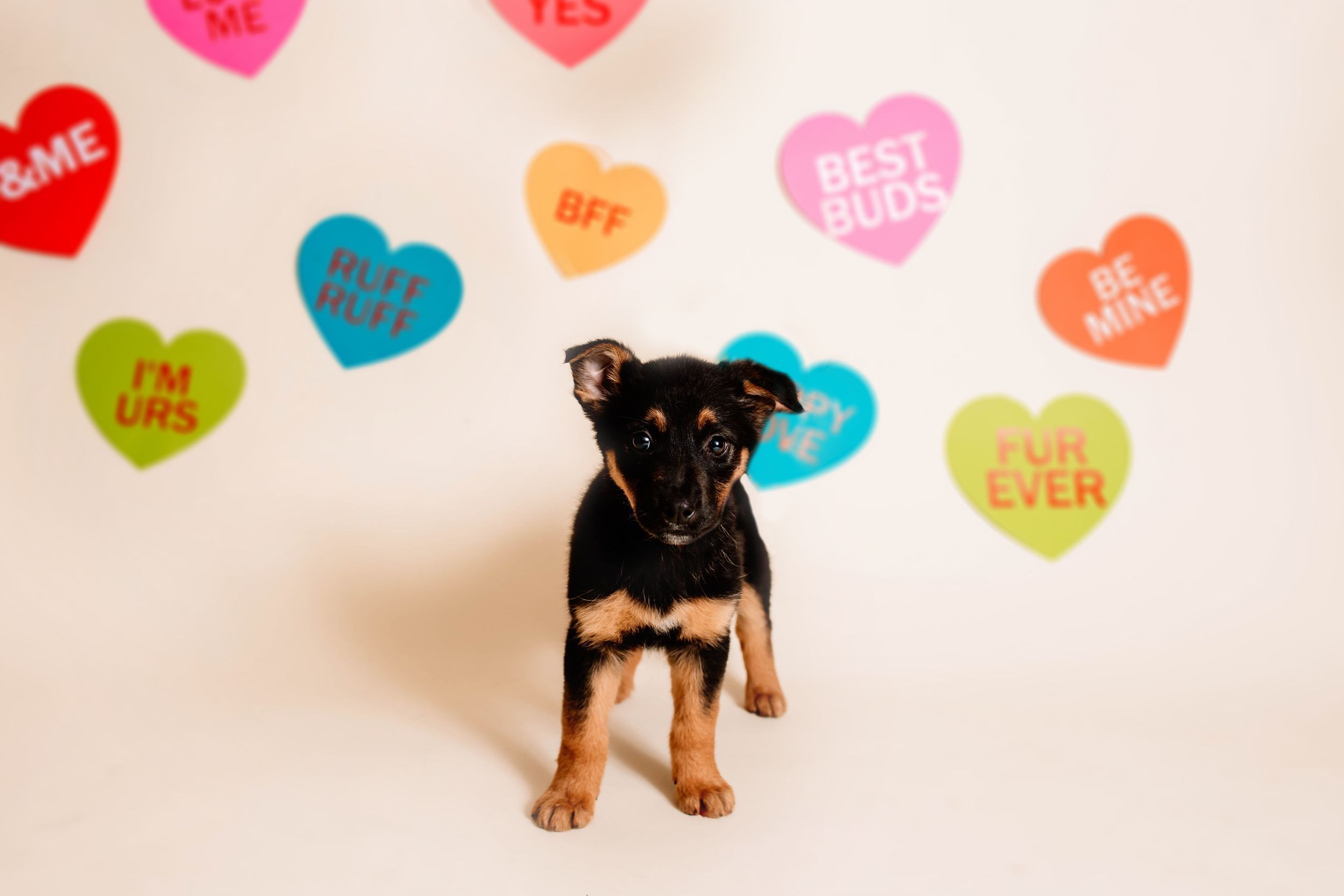 The Davis Dog Farm Adoptable Dogs