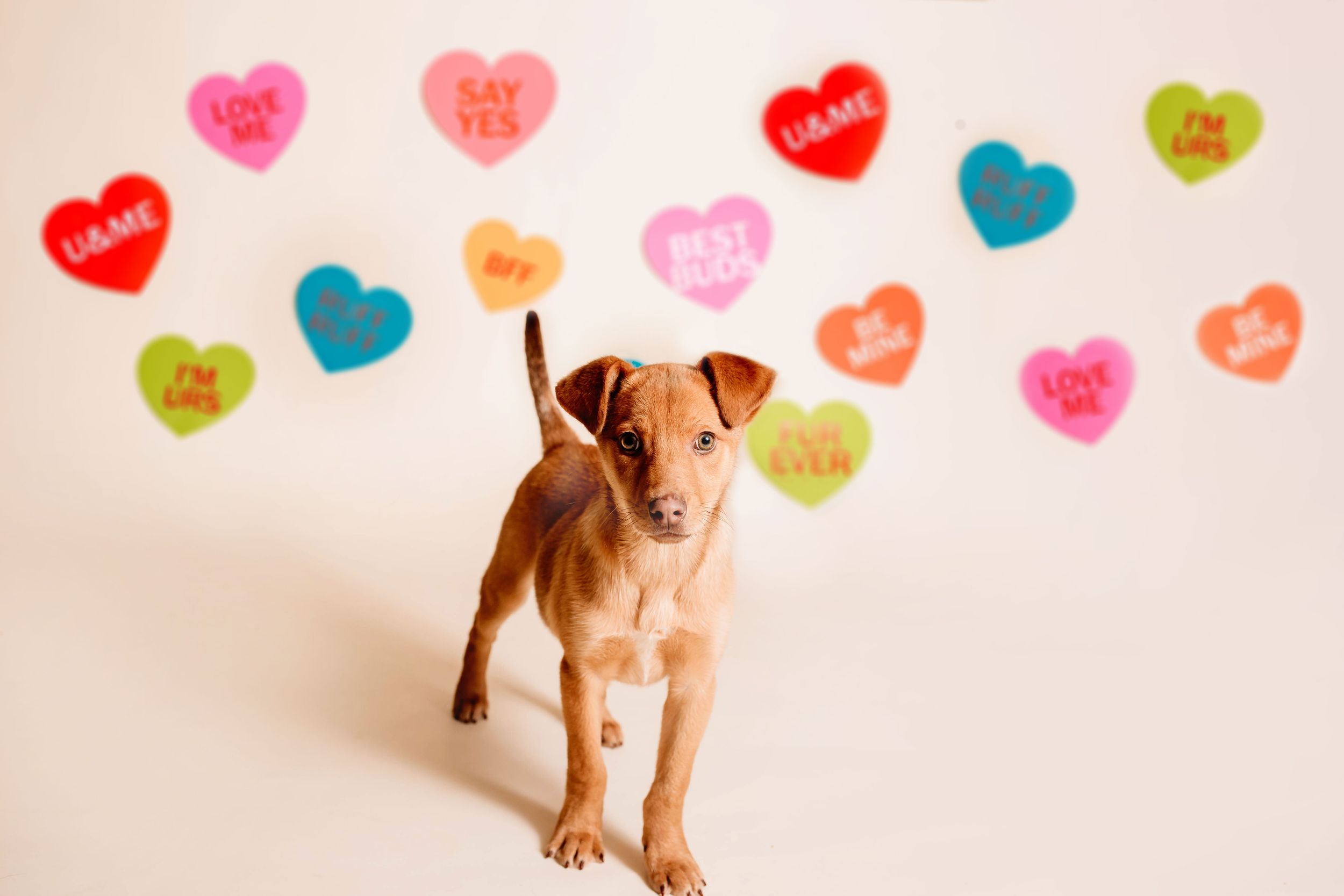 The Davis Dog Farm Adoptable Dogs