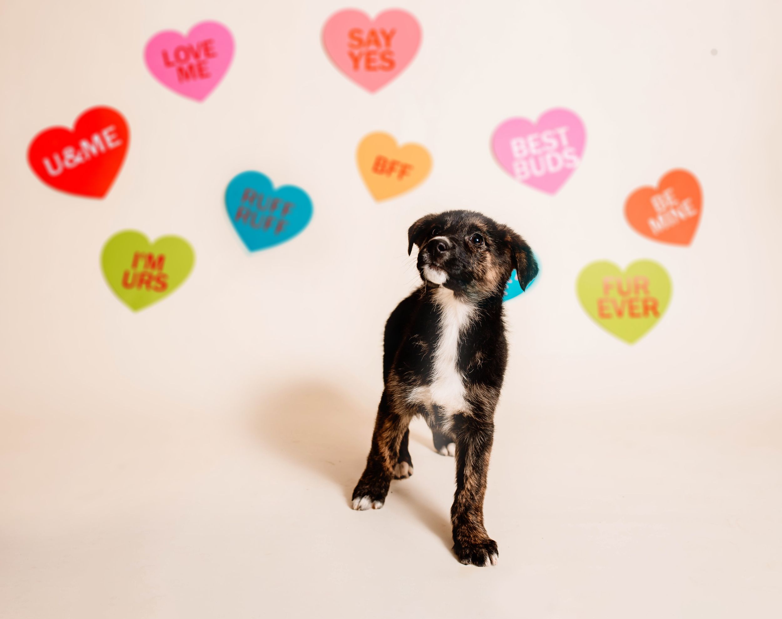 The Davis Dog Farm Adoptable Dogs