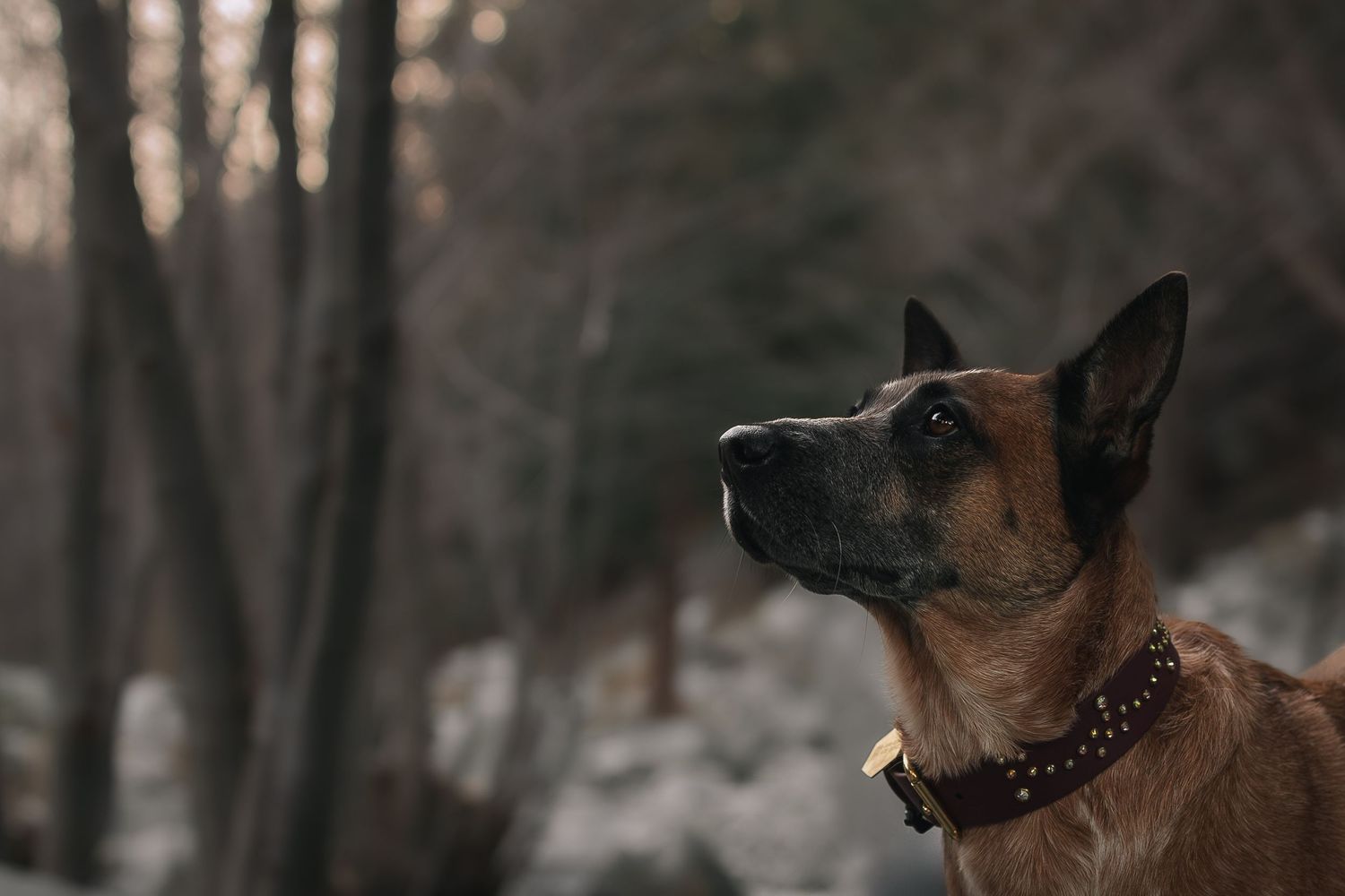 Dog in California