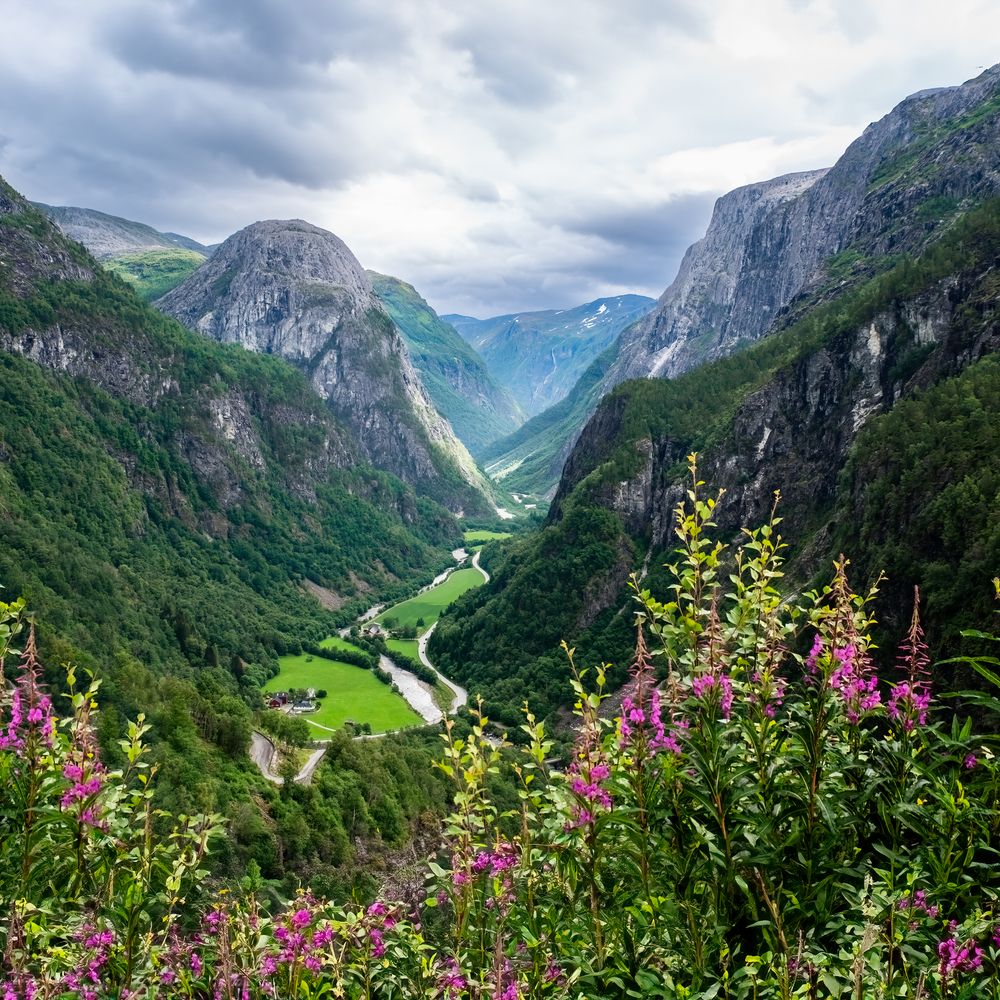 Stunning panoramic view of a Norwegian fjord valley with pink wildflowers in foreground and dramatic mountain peaks.