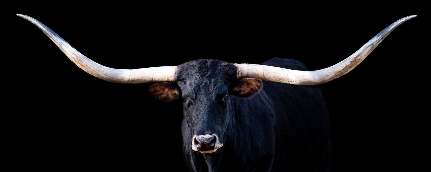 A Texas Longhorn bull with impressive wide horns set against a black background.