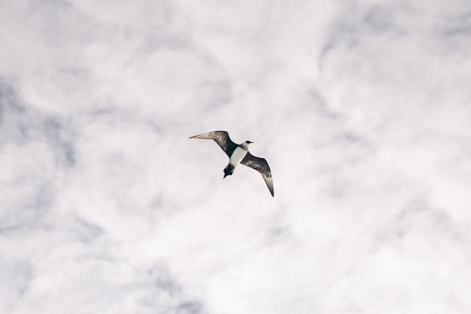 labbe parasite volant avec les nuages en arrière-plan