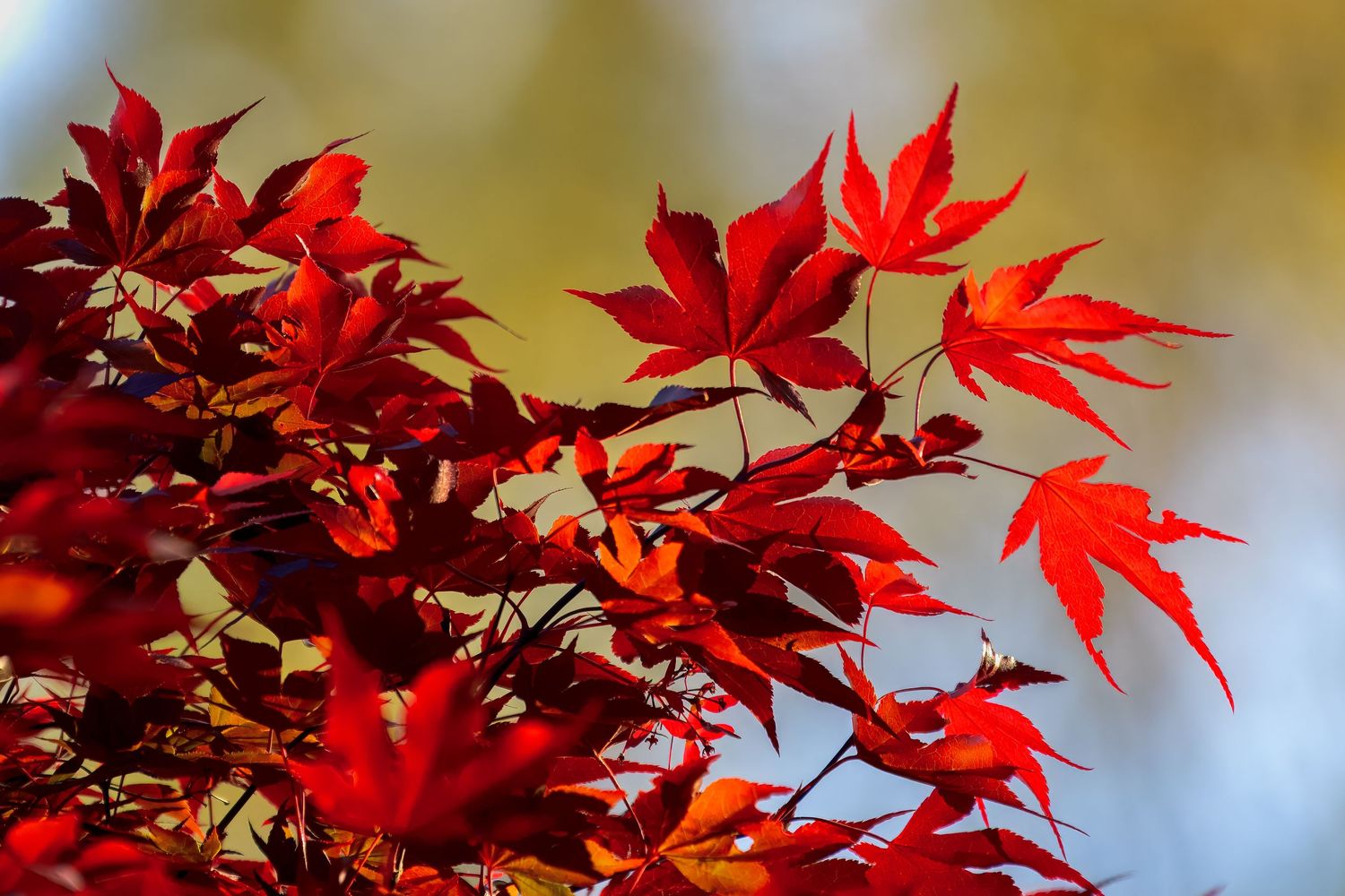 The fall colors in Japan are always a joy. This image of a Japanese Red Maple is a perfect example highlighting the gorgeous autumn colors.