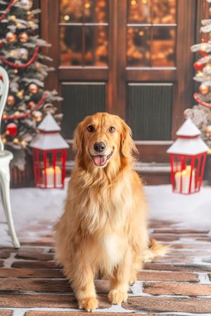 Golden Retriever dog sitting on brick porch with Christmas trees and red lanterns in snowy holiday setting.