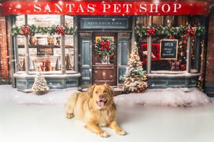 A golden retriever dog lying in front of a festive Santa's Pet Shop Christmas backdrop with holiday decorations.