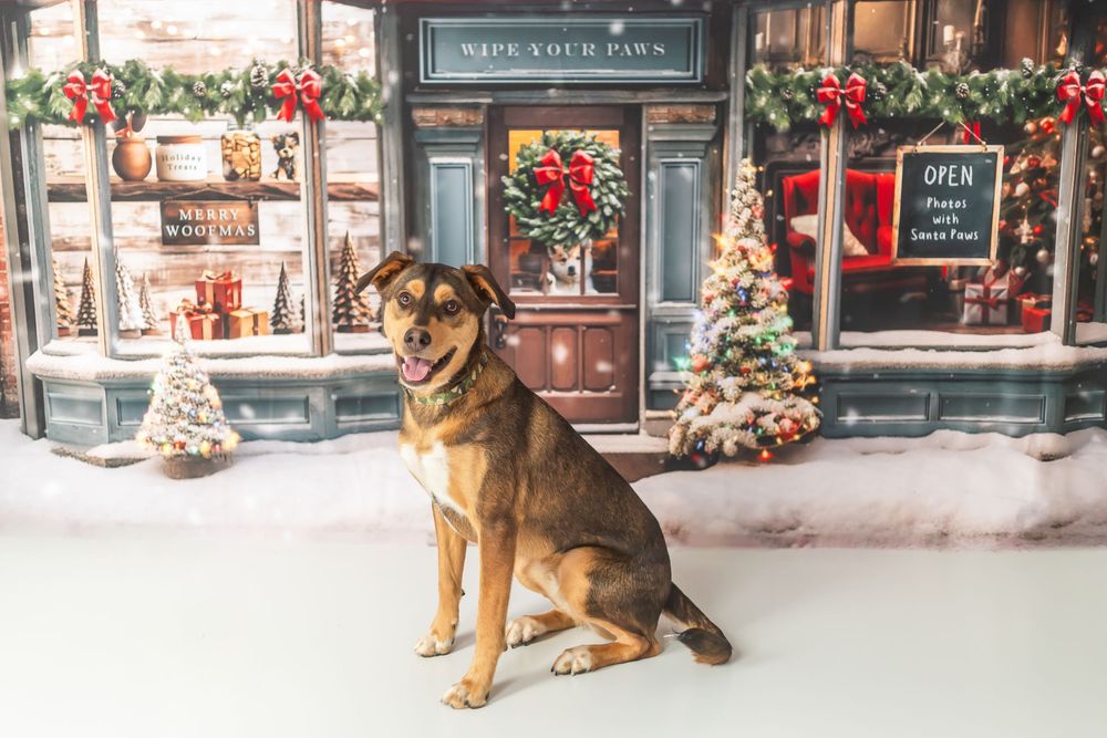 A happy brown and black dog sits in front of a festive Christmas storefront backdrop with holiday decorations and snow.