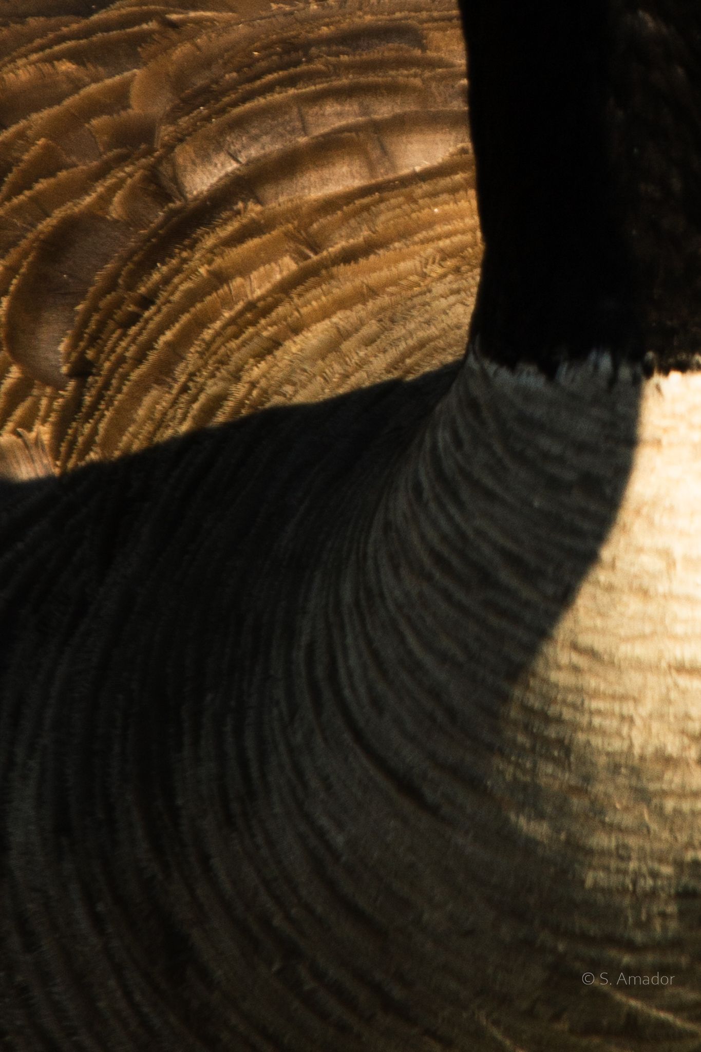 Extreme close-up of a Canada goose feathers showing intricate texture patterns in warm golden light.