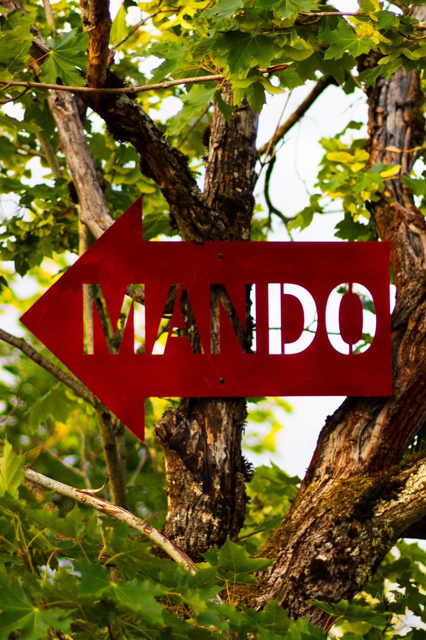 A red arrow-shaped sign reading MANDO mounted among green maple tree branches and bark.