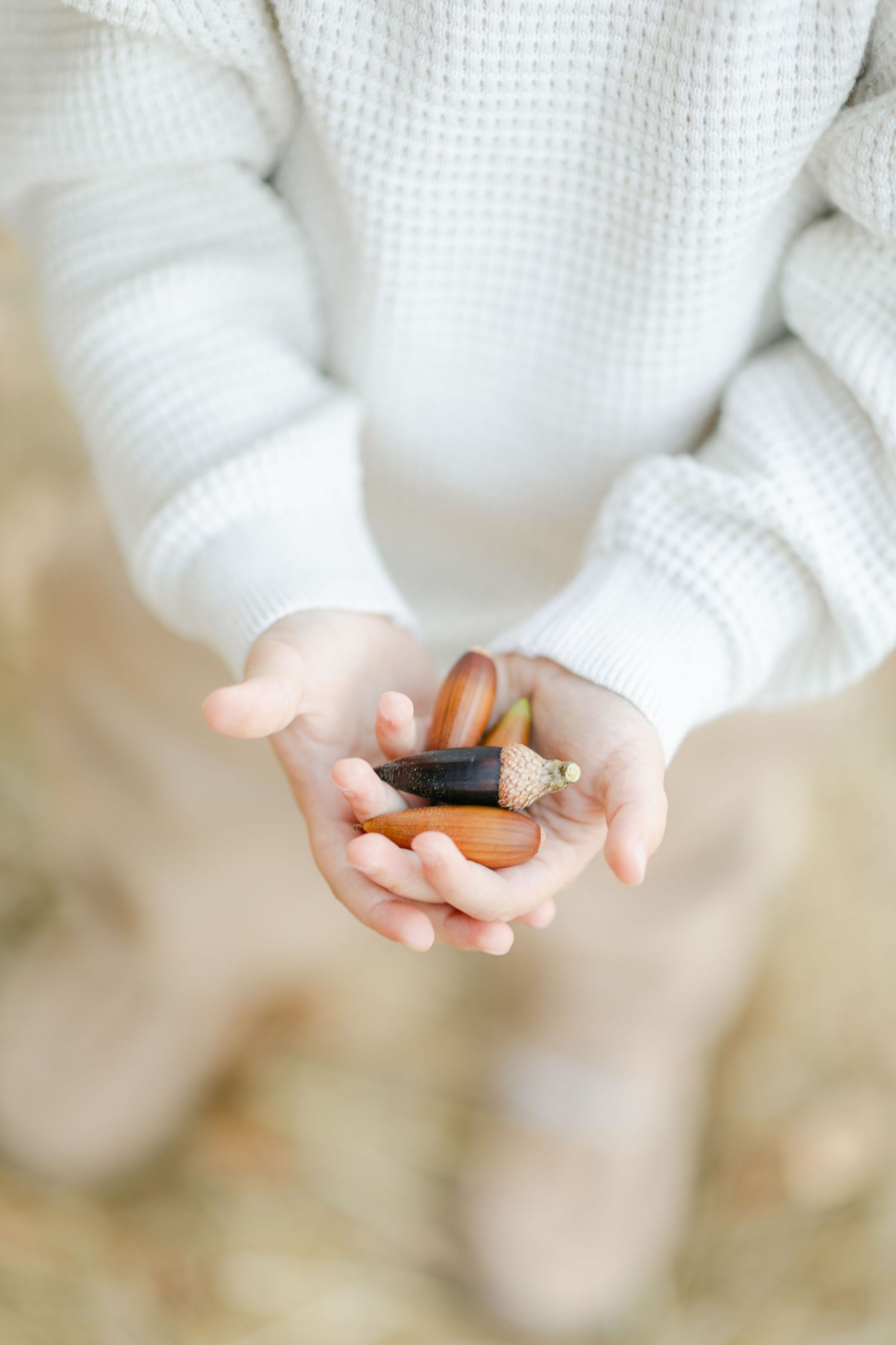 Young toddler in white knit sweater carefully examining a small object held in both hands.
