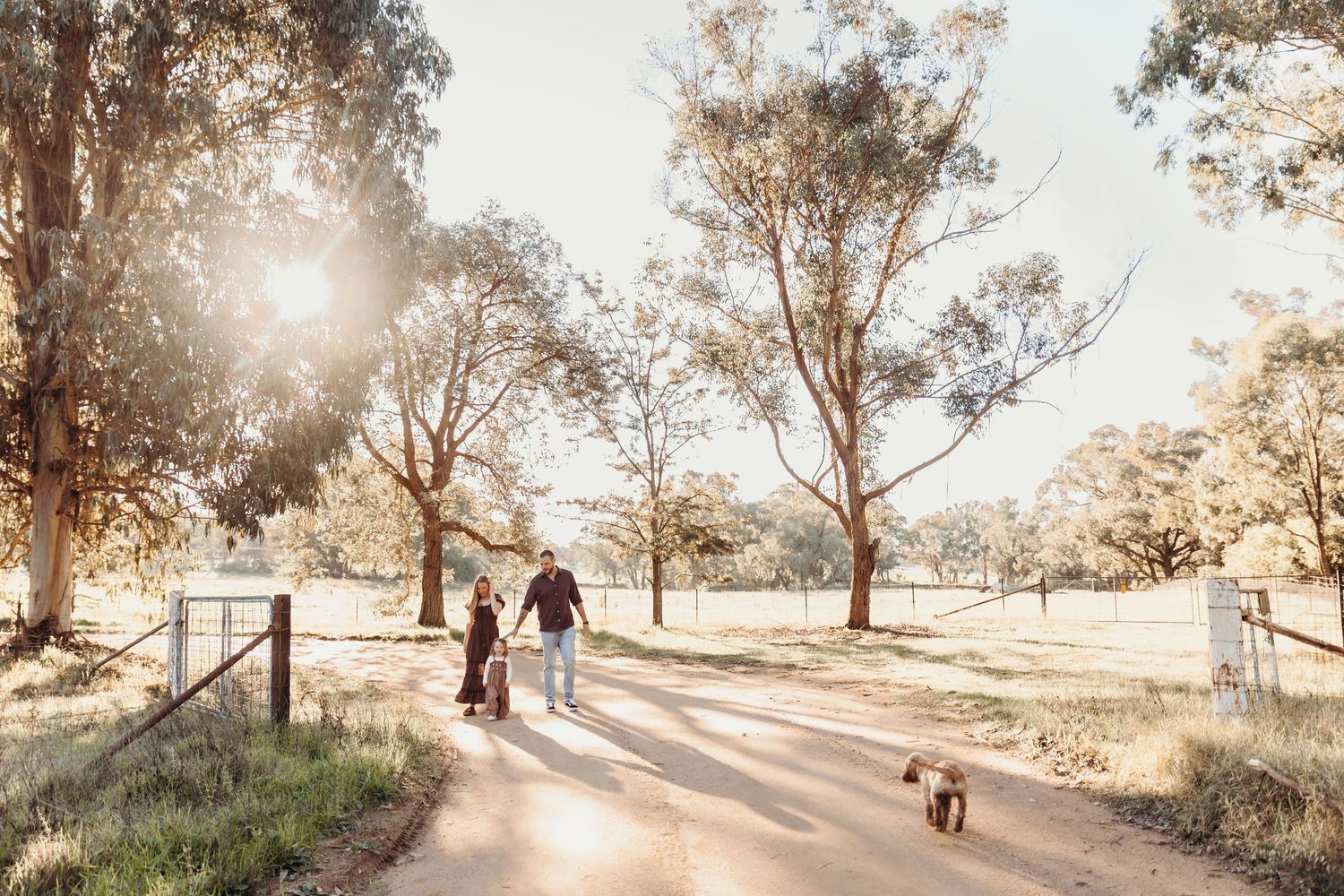 A couple walks their Cocker Spaniel dog along a sunlit dirt road lined with tall gum trees.