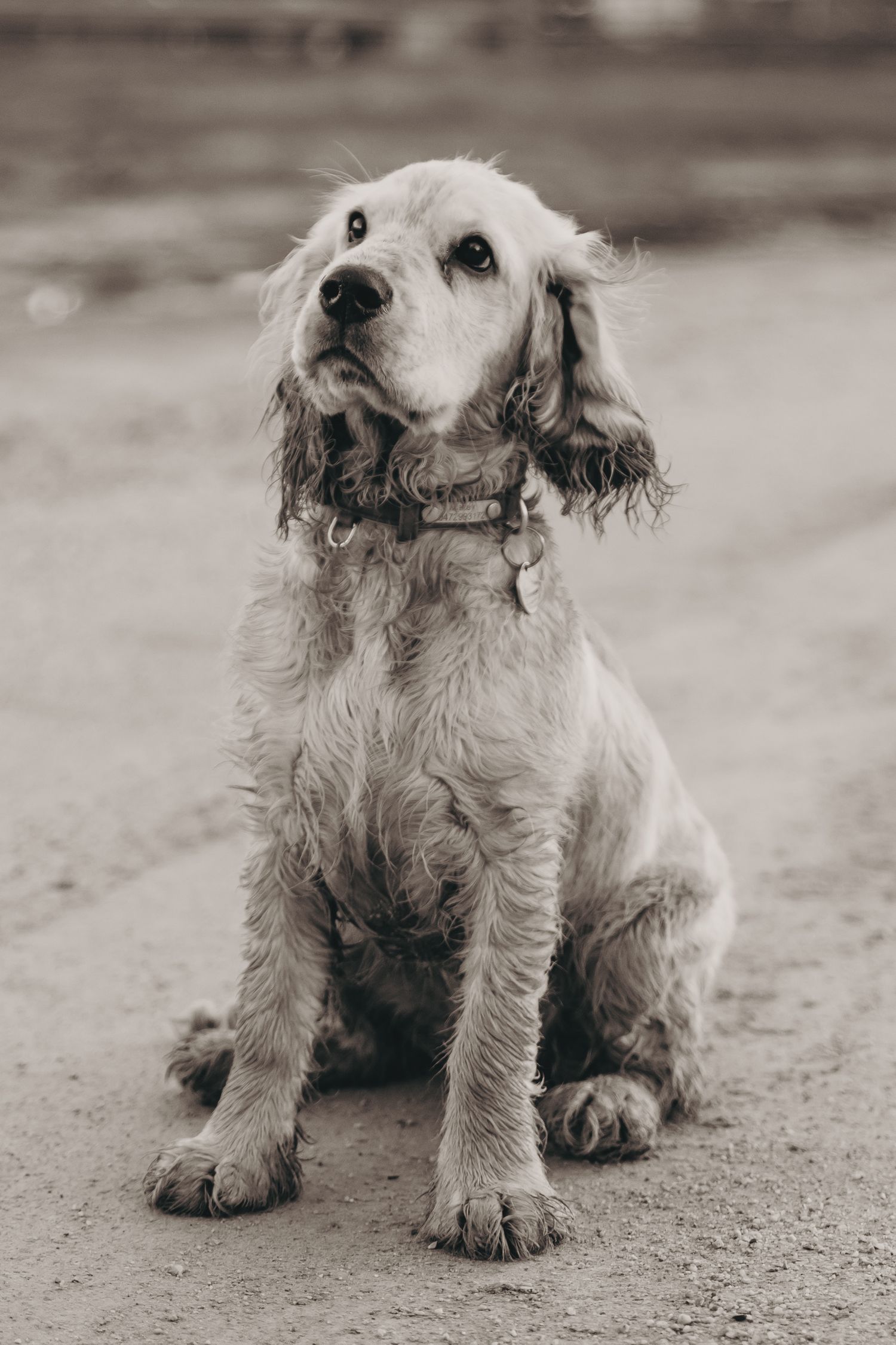 A black and white portrait of a fluffy cocker spaniel dog sitting on a dirt path wearing a collar.