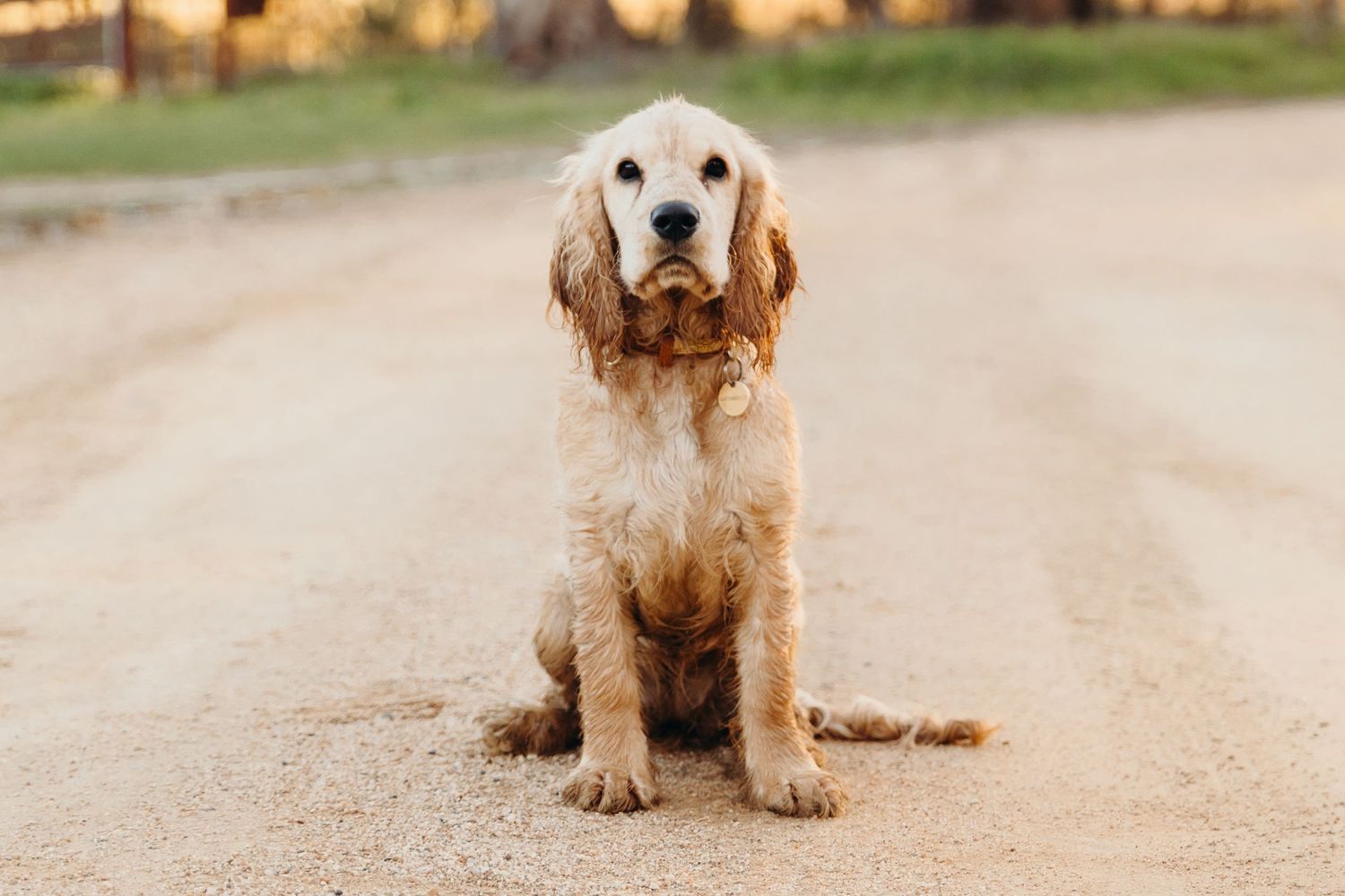 A golden Cocker Spaniel puppy sits calmly on a dirt road in soft afternoon light.