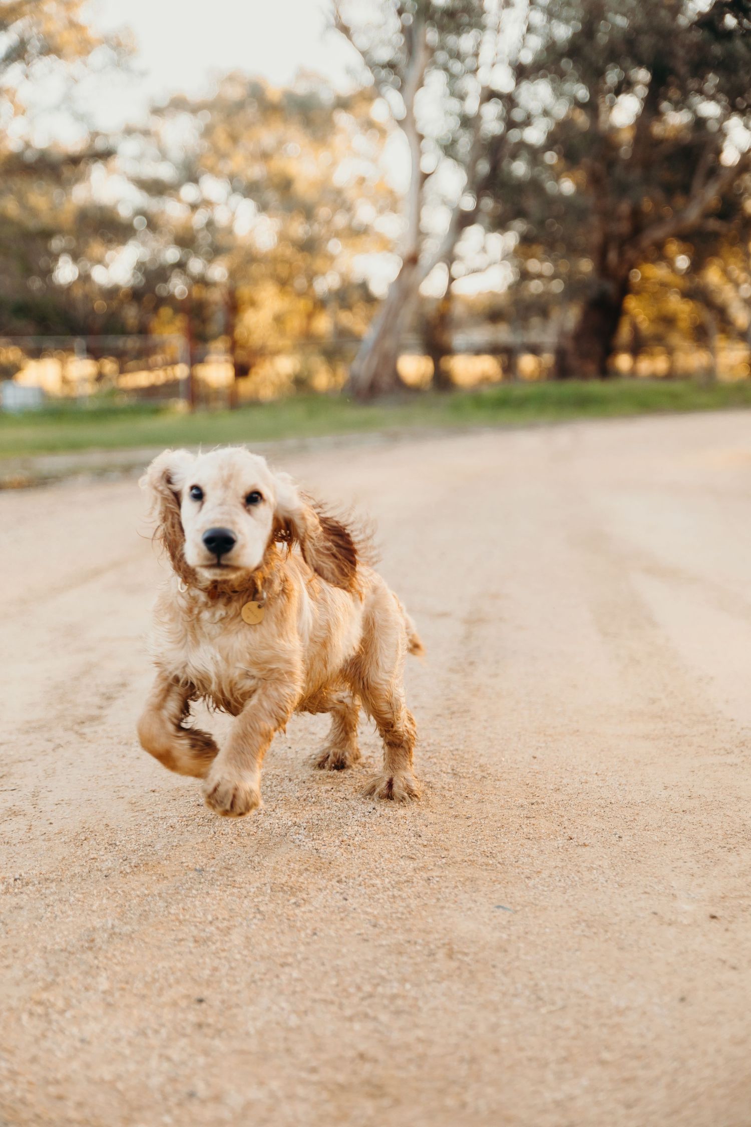 A fluffy golden Cocker Spaniel puppy runs playfully along a sunny dirt road.