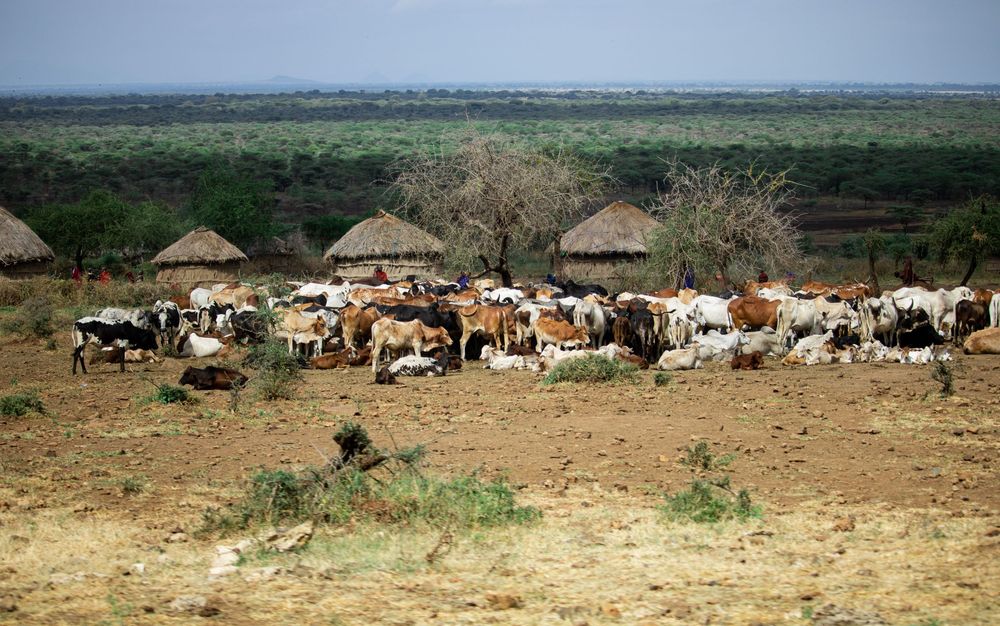 Cows