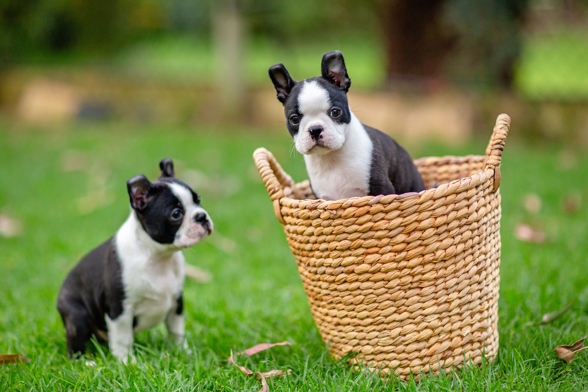 Two boston terrier puppies playing cheekily in a woven basket