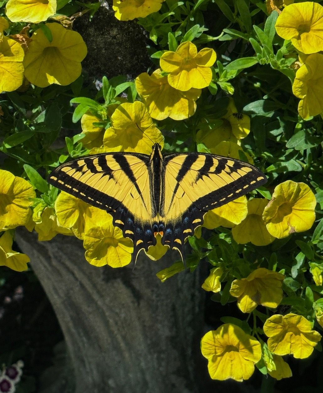 Yellow Eastern Tiger Swallowtail butterfly resting on bright yellow petunia flowers near a tree trunk in a garden.