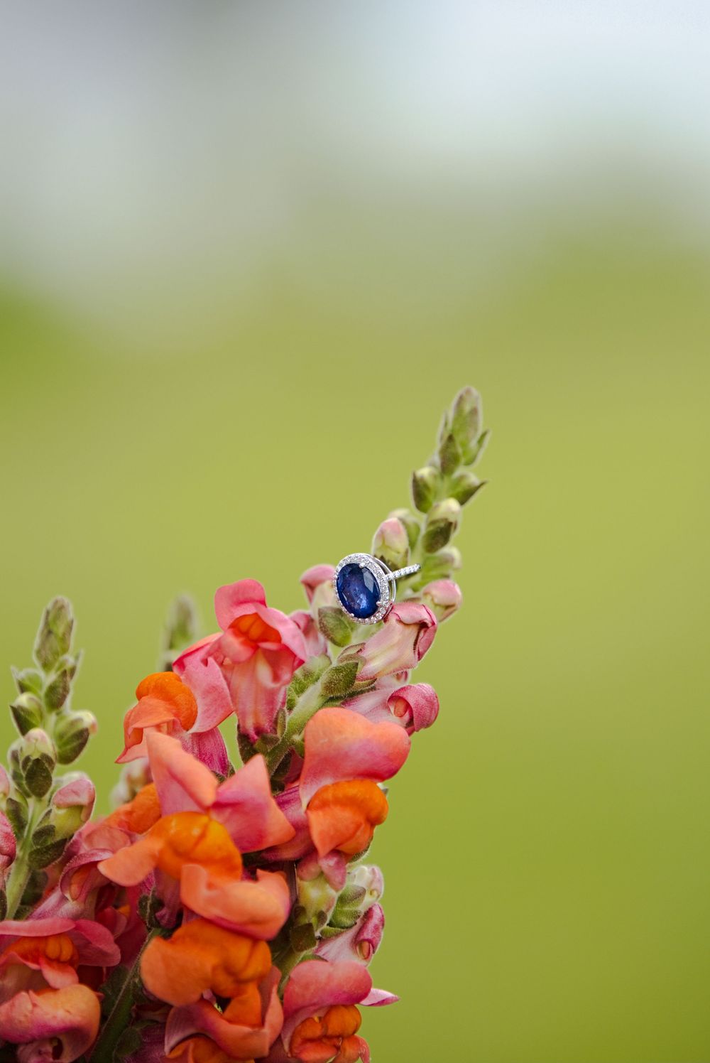 Blue sapphire engagement ring with diamond halo displayed on vibrant orange and pink snapdragon flowers with green bokeh background.