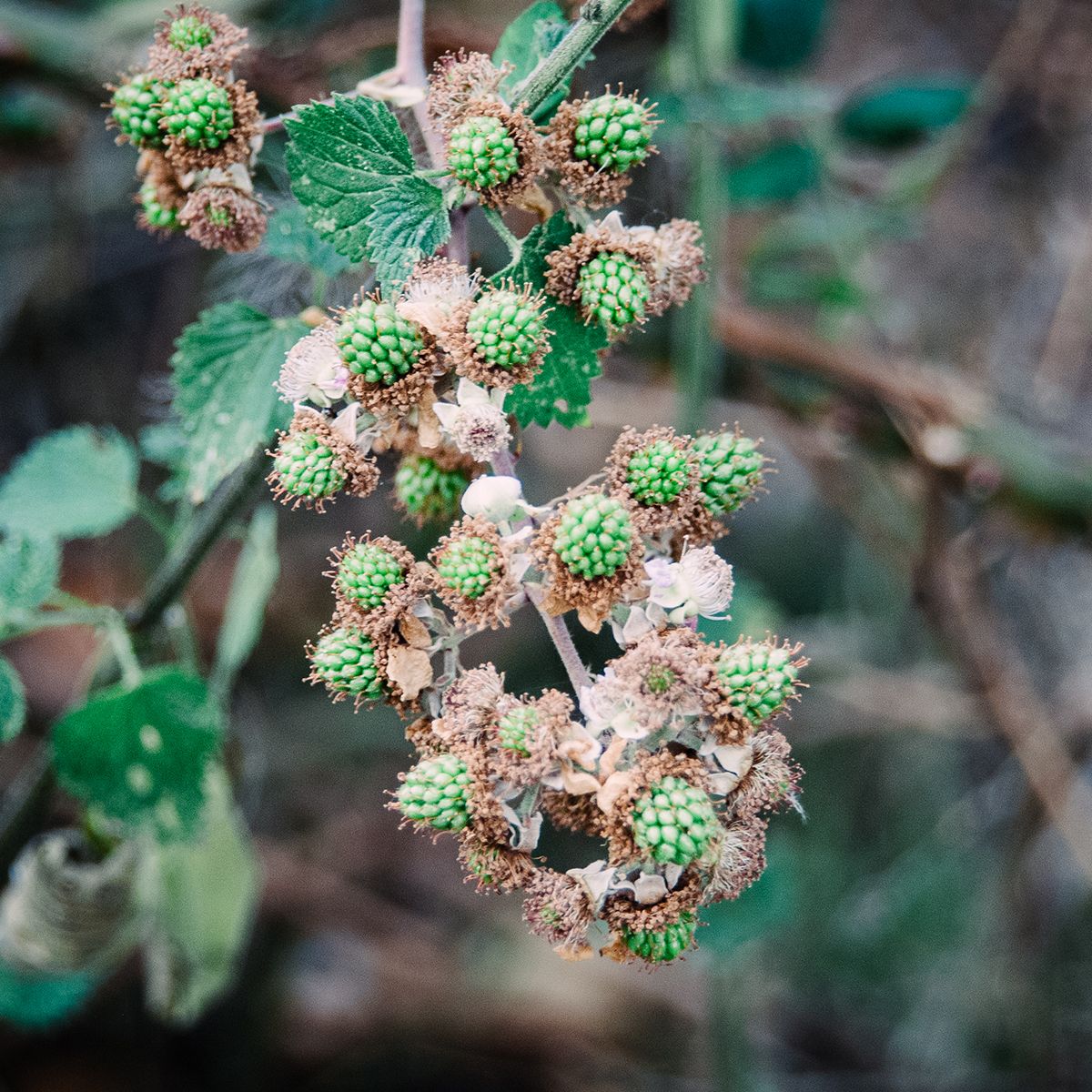 Unripe green blackberries growing on thorny bramble branches with dried flowers in a natural outdoor setting.