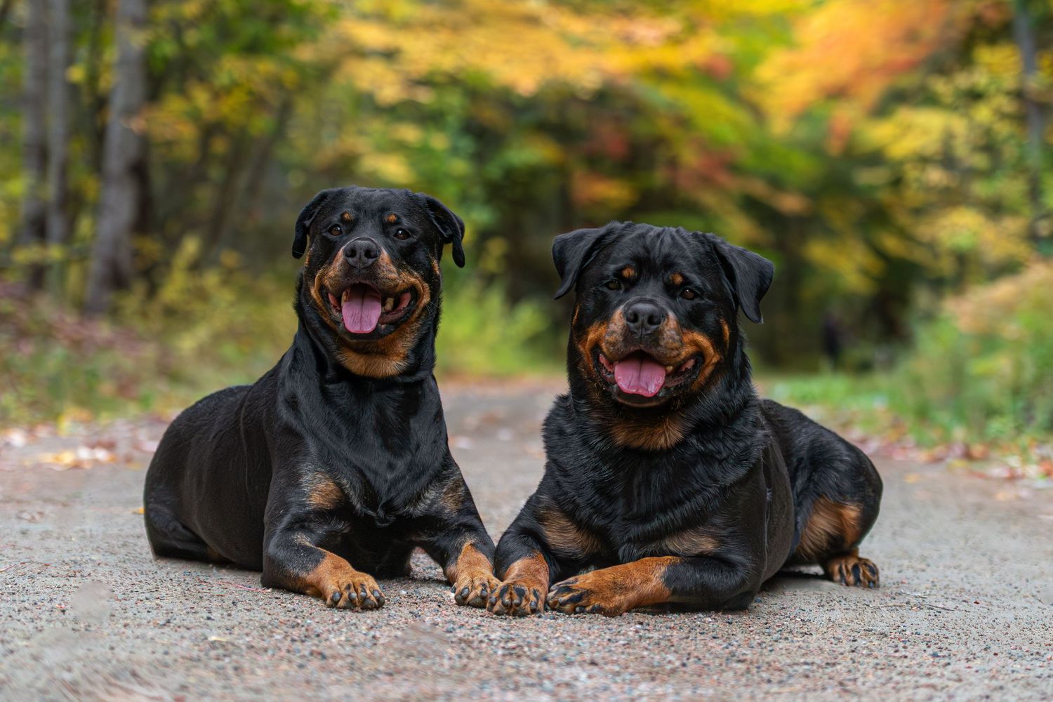 Happy dogs during an outdoor pet photography session in Clearwater Florida