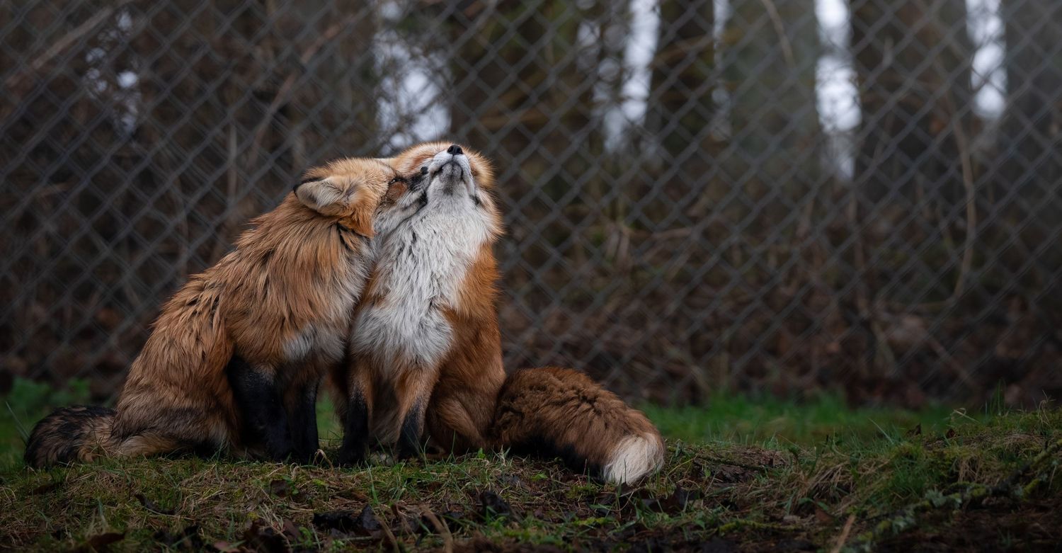 Two red foxes cuddling together on a mossy mound near a wire fence in a natural setting.