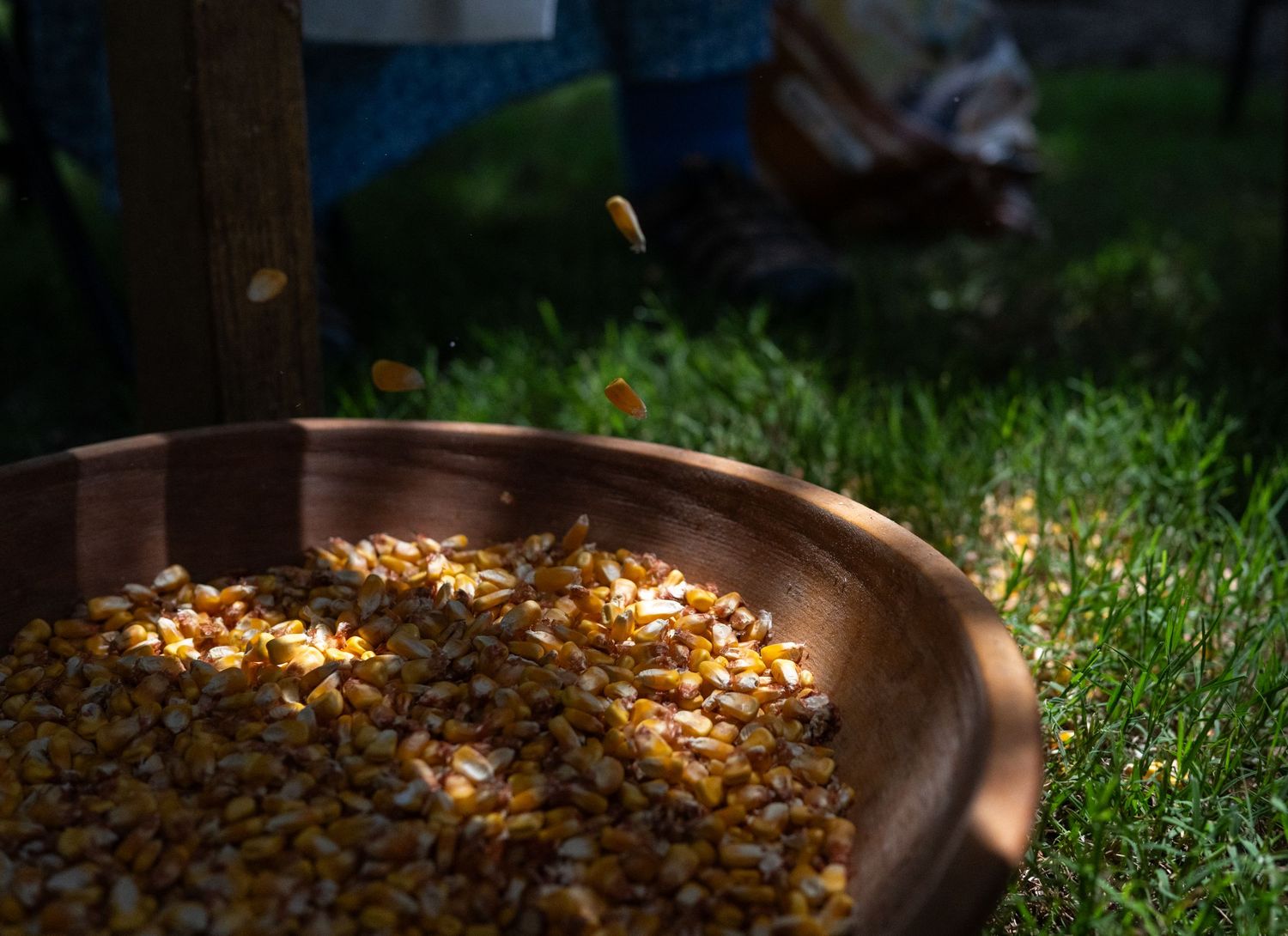 Wooden bowl filled with dried corn kernels outdoors on green grass in natural sunlight.
