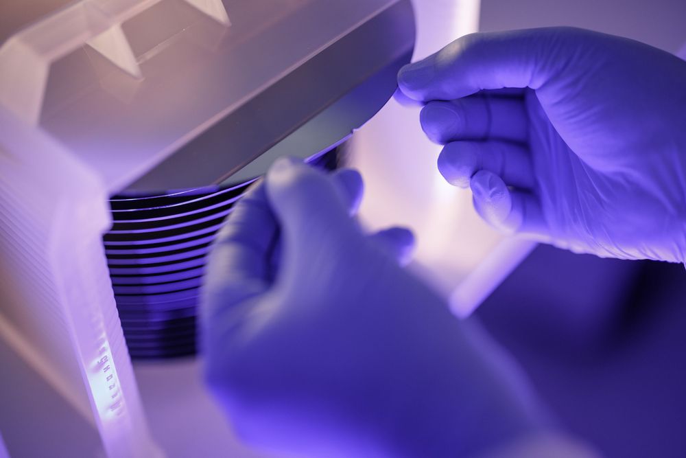 Scientist in blue gloves handling petri dishes under UV light in a laboratory setting.